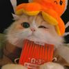 moxa.meow