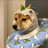 petdog178