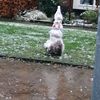 desneeuwpop