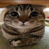 nabilasukakitty10_
