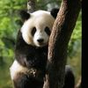 pandashortplay8