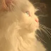 jyani95