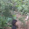 eaint.882