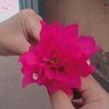 md.abdullah4611