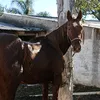geo.tostada6