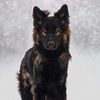 gsd_4life0