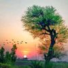rana.ali6951