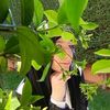 jana05683