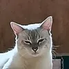 jameldz21