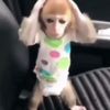 monke_matt7