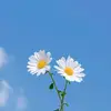 berries_co