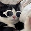 cat_meowlover