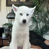 aspenhusky_
