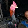 mbr_fram