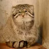 didgei_2287