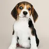 babydog190
