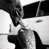 abdullah_fayd.1