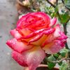 priyaakter1234567890