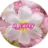 a_carry13