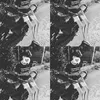 duyvu_v