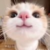 adnytll_