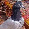 pegionlover300