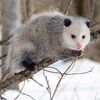 Poe opossum