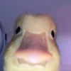 hiamduck3