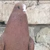 jddjdjjd236