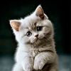 ai Like Fluffy Friends