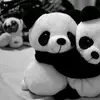 .sushine.katlenof