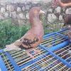 dik.doank49