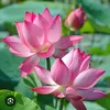 l.love.vit.nam0