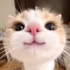 taatelitaito
