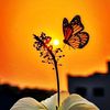 samina3971