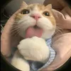doaln_43202