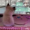 nekozzz