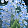 yennhixinh011
