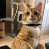 jerry.the.ginger.kittyx