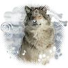 wolfy_thewolf.moon