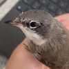 tinychirps