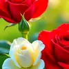 daw.yape.aung