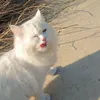ترند