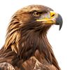 brown.eagle90