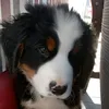 luca310324