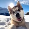 funny.pet.09