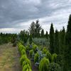 malish_garden6