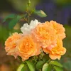 bing.mirabuna