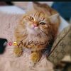سيمبا😺سالي 🧡
