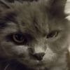 kucing.wordfangzz